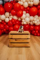 America, a female Miniature Australian Shepherd and Miniature American Shepherd for sale in Lewis, IN – 6 of 7