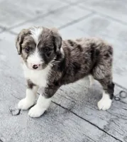 Sweetart, a female Aussiedoodle and Poodle - Multi-Colored Standard for sale in Lewis, IN – 6 of 10