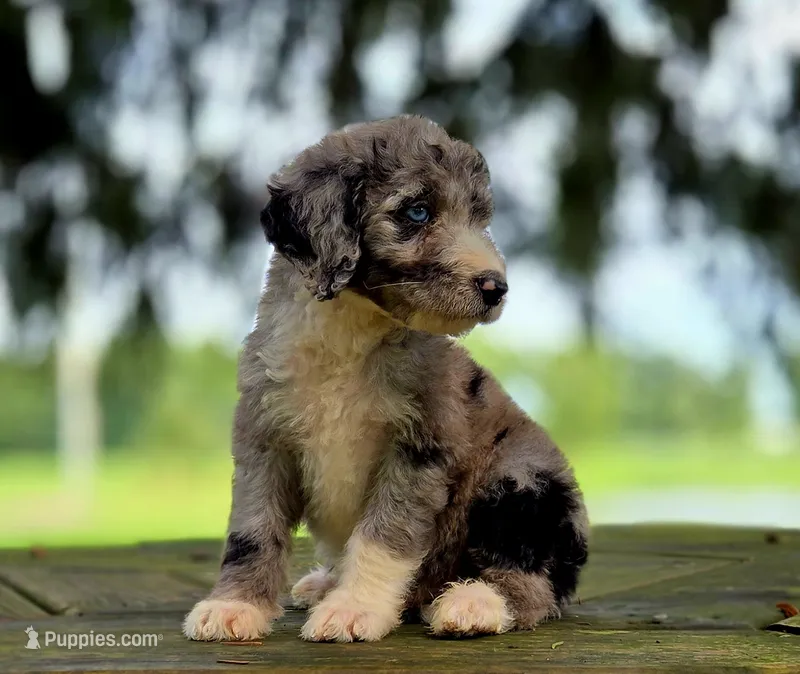 Skye – Aussiedoodle puppy for sale in Lewis, IN
