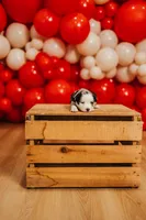 Starry , a female Miniature Australian Shepherd and Miniature American Shepherd for sale in Lewis, IN – 5 of 6