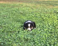 Pumpkin , a female Australian Shepherd and Miniature Australian Shepherd for sale in Lewis, IN – 10 of 10