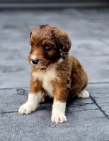 Reese , a male Aussiedoodle and Poodle - Multi-Colored Standard for sale in Lewis, IN – 9 of 10