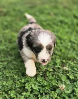 Rolo, a male Aussiedoodle and Poodle - Multi-Colored Standard for sale in Lewis, IN – 6 of 10