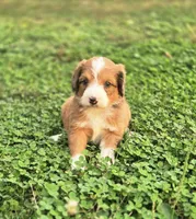 Heath, a male Aussiedoodle and Poodle - Multi-Colored Standard for sale in Lewis, IN – 8 of 9