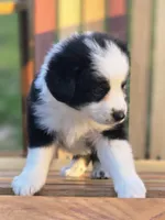 Apple, a female Australian Shepherd and Miniature Australian Shepherd for sale in Lewis, IN – 7 of 10
