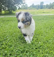 Rex, a male Miniature Australian Shepherd for sale in Lewis, IN – 7 of 9