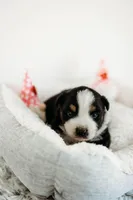 Bandit, a male Australian Shepherd for sale in Lewis, IN – Photo 2 of 4