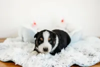 Bandit, a male Australian Shepherd for sale in Lewis, IN – Photo 1 of 4