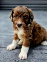 Reese , a male Aussiedoodle and Poodle - Multi-Colored Standard for sale in Lewis, IN – 8 of 10