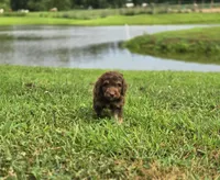 Sunny, a male Aussiedoodle for sale in Lewis, IN – 7 of 8
