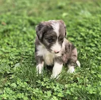 Sweetart, a female Aussiedoodle and Poodle - Multi-Colored Standard for sale in Lewis, IN – 10 of 10