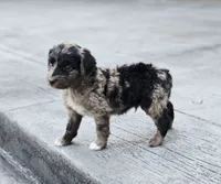 Skor, a male Aussiedoodle and Poodle - Multi-Colored Standard for sale in Lewis, IN – 3 of 8