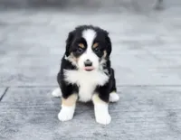 Pumpkin , a female Australian Shepherd and Miniature Australian Shepherd for sale in Lewis, IN – 3 of 10