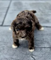 Razzle , a female Aussiedoodle and Poodle - Multi-Colored Standard for sale in Lewis, IN – 8 of 10