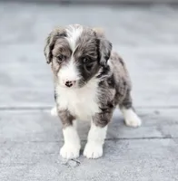 Sweetart, a female Aussiedoodle and Poodle - Multi-Colored Standard for sale in Lewis, IN – 5 of 10