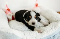 Blake, a male Australian Shepherd for sale in Lewis, IN – Photo 3 of 4