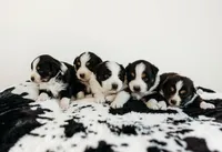 Blake, a male Australian Shepherd for sale in Lewis, IN – Photo 2 of 4