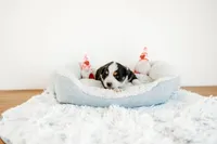 Blake, a male Australian Shepherd for sale in Lewis, IN – Photo 4 of 4