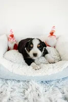 Blake, a male Australian Shepherd for sale in Lewis, IN – Photo 1 of 4