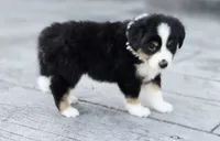Pumpkin , a female Australian Shepherd and Miniature Australian Shepherd for sale in Lewis, IN – 6 of 10