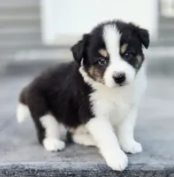 Casper, a male Australian Shepherd and Miniature Australian Shepherd for sale in Lewis, IN – 3 of 10