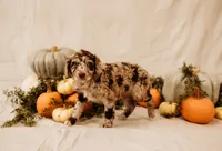 Scarlett, a female Aussiedoodle and Poodle - Multi-Colored Standard for sale in Lewis, IN – 2 of 4
