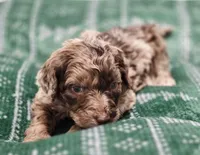 Charlie Brown, a male Aussiedoodle and Poodle - Standard  for sale in Lewis, IN – Photo 5 of 10