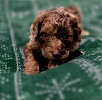 Charlie Brown, a male Aussiedoodle and Poodle - Standard  for sale in Lewis, IN – Photo 2 of 10