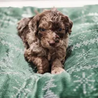Charlie Brown, a male Aussiedoodle and Poodle - Standard  for sale in Lewis, IN – Photo 1 of 10
