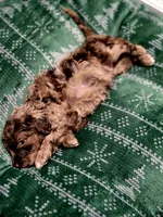 Charlie Brown, a male Aussiedoodle and Poodle - Standard  for sale in Lewis, IN – Photo 4 of 10