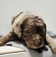 Charlie Brown, a male Aussiedoodle and Poodle - Standard  for sale in Lewis, IN – Photo 10 of 10