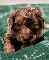 Charlie Brown, a male Aussiedoodle and Poodle - Standard  for sale in Lewis, IN – Photo 8 of 10