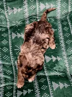 Charlie Brown, a male Aussiedoodle and Poodle - Standard  for sale in Lewis, IN – Photo 7 of 10