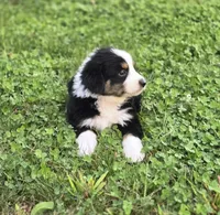 Jack, a male Australian Shepherd and Miniature Australian Shepherd for sale in Lewis, IN – 9 of 9