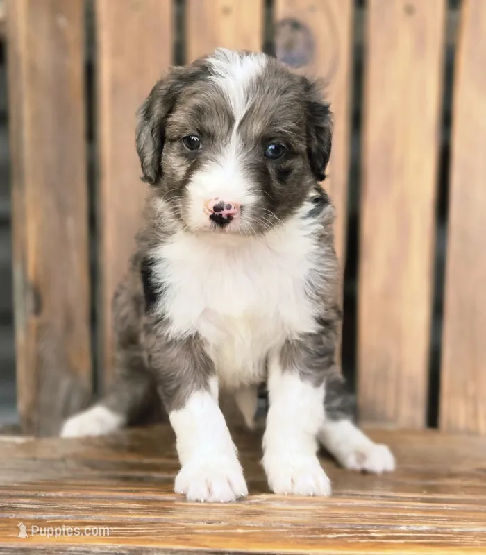 Sweetart – Aussiedoodle, Poodle - Multi-Colored Standard puppy for sale in Lewis, IN