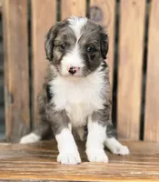 Sweetart, a female Aussiedoodle and Poodle - Multi-Colored Standard for sale in Lewis, IN – 1 of 10