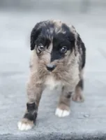 Skor, a male Aussiedoodle and Poodle - Multi-Colored Standard for sale in Lewis, IN – 2 of 8