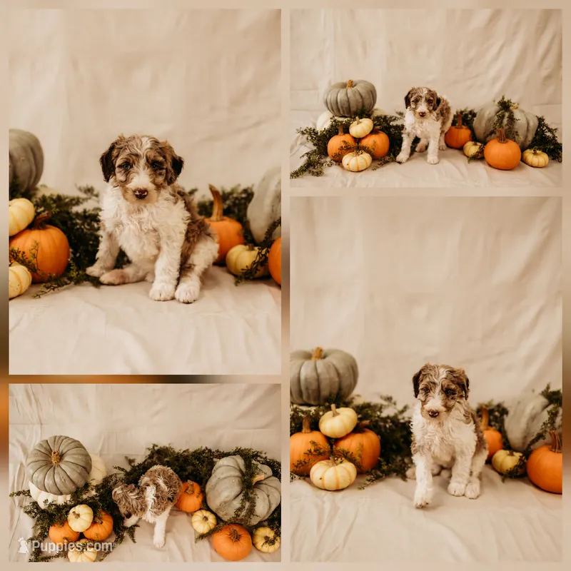 Luna – Aussiedoodle, Poodle - Multi-Colored Standard puppy for sale in Lewis, IN