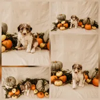 Luna, a female Aussiedoodle and Poodle - Multi-Colored Standard for sale in Lewis, IN – 1 of 8