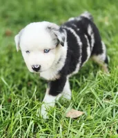 Freedom , a male Miniature Australian Shepherd and Miniature American Shepherd for sale in Lewis, IN – 2 of 10