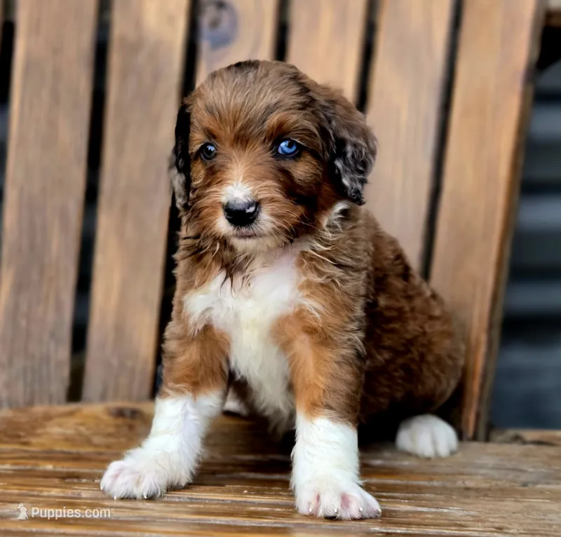 Reese  – Aussiedoodle, Poodle - Multi-Colored Standard puppy for sale in Lewis, IN