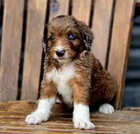 Reese , a male Aussiedoodle and Poodle - Multi-Colored Standard for sale in Lewis, IN – 1 of 10