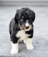 Snickers , a male Aussiedoodle and Poodle - Multi-Colored Standard for sale in Lewis, IN – 6 of 10