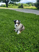 Rex, a male Miniature Australian Shepherd for sale in Lewis, IN – 6 of 9