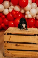 Firecracker , a male Miniature Australian Shepherd and Miniature American Shepherd for sale in Lewis, IN – 1 of 4