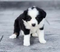 Apple, a female Australian Shepherd and Miniature Australian Shepherd for sale in Lewis, IN – 4 of 10