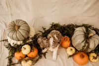 Luna, a female Aussiedoodle and Poodle - Multi-Colored Standard for sale in Lewis, IN – 8 of 8