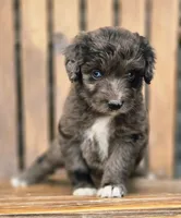 Razzle , a female Aussiedoodle and Poodle - Multi-Colored Standard for sale in Lewis, IN – 10 of 10