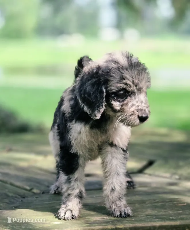 Star – Aussiedoodle puppy for sale in Lewis, IN