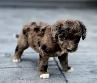 Razzle , a female Aussiedoodle and Poodle - Multi-Colored Standard for sale in Lewis, IN – 5 of 10